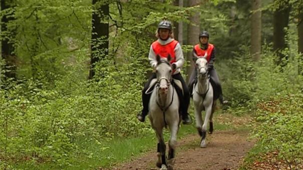 B&B Les Tilleuls Vielsalm Zewnętrze zdjęcie